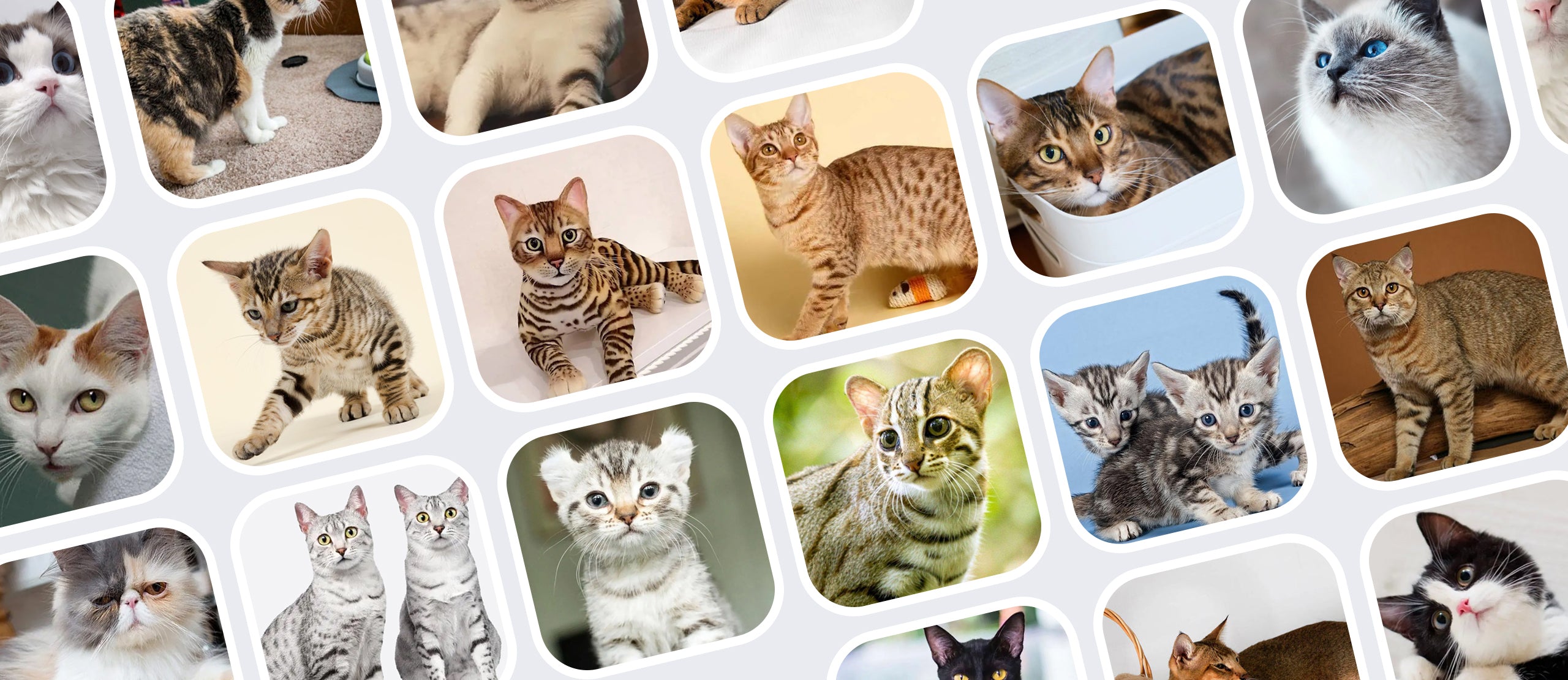 VIVIDMOO-Exotic Cats-Modern-Litter-Solutions