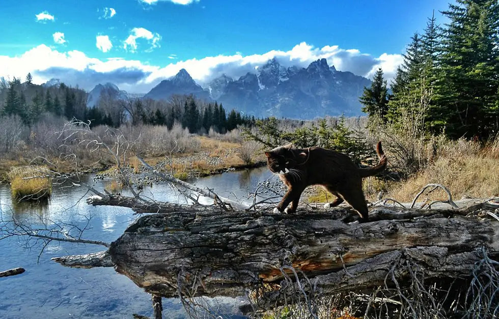 Whiskers' Great Adventure