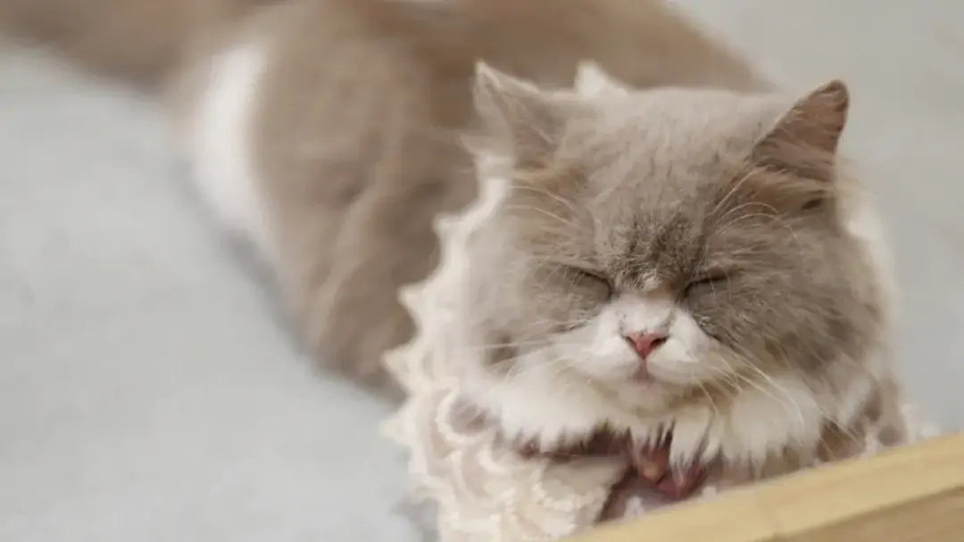 How Many Times a Day Should a Cat Poop?