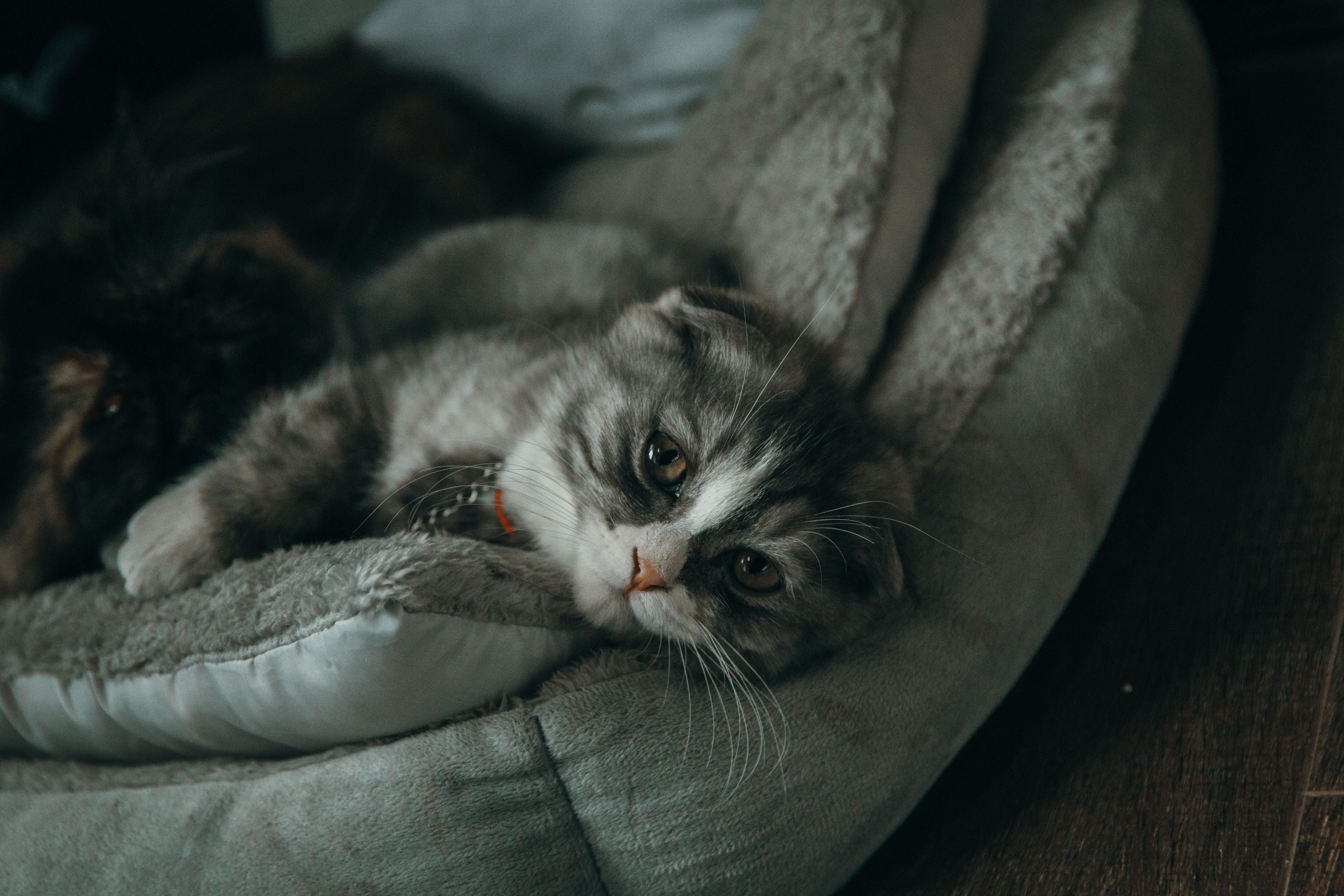 Surprising Smells Cats Hate