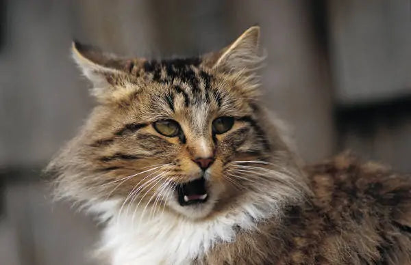 Do Cats Get Hiccups?