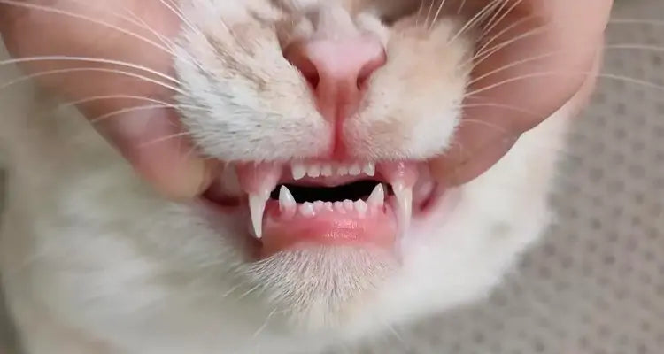 Cat Teeth Cleaning: Do or Don’t?