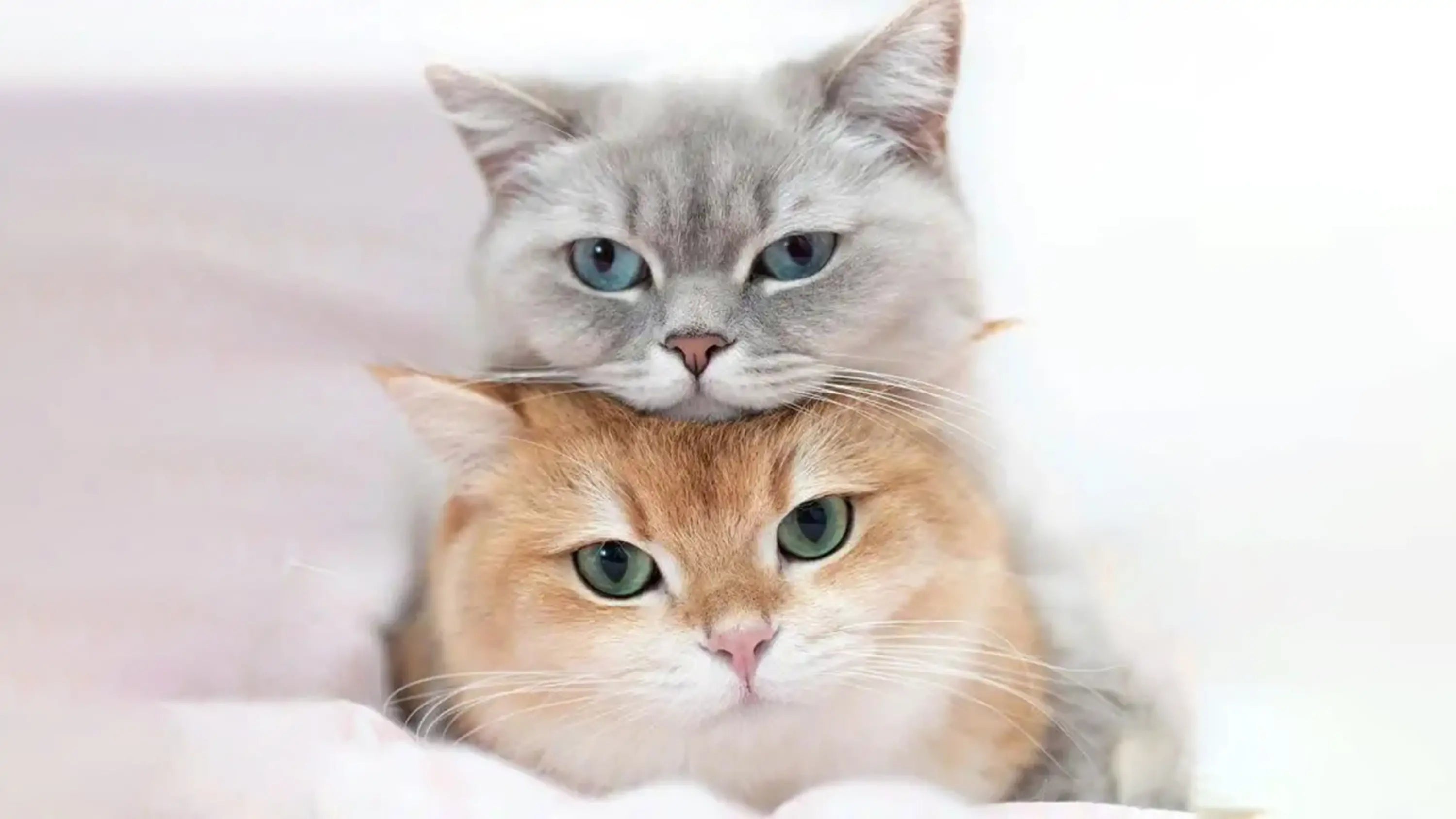 When Does a Cat Stop Growing?