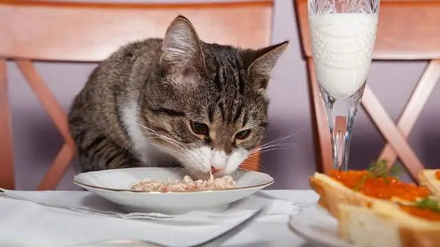 What Human Food Can Cats Eat?
