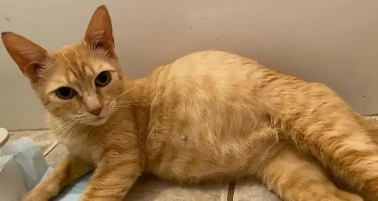 How to Tell if Your Cat is Pregnant