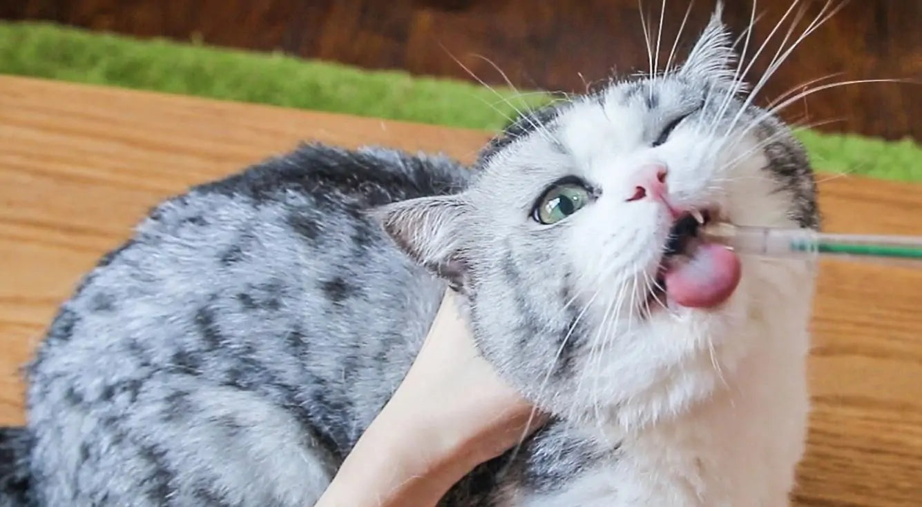 How To Give a Cat a Pill