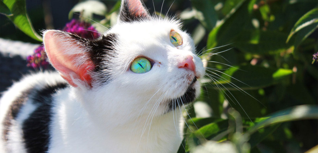 vividmoo-automatic-self-cleaning-cat-litter-box-8-Must-Know