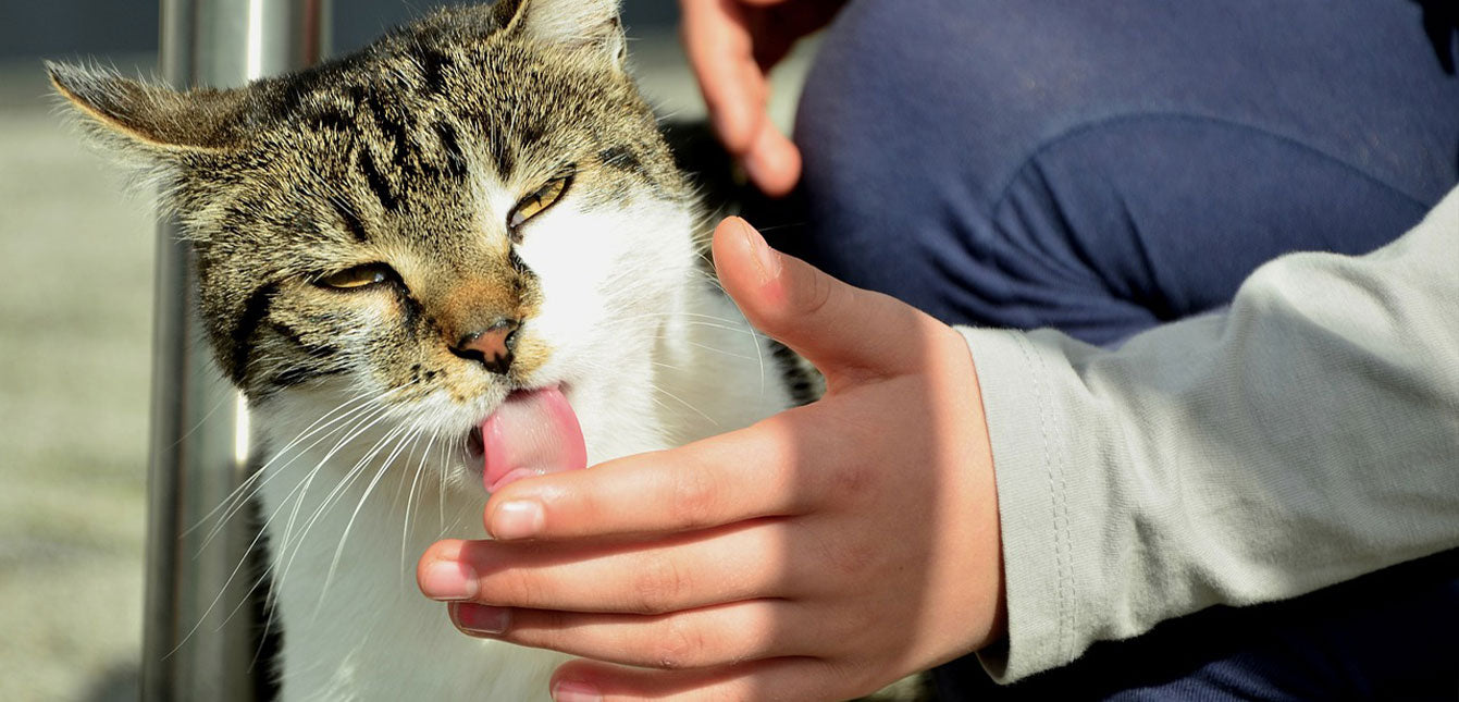 Why Does My Cat Lick Me? Understanding the Purr-fect Bond