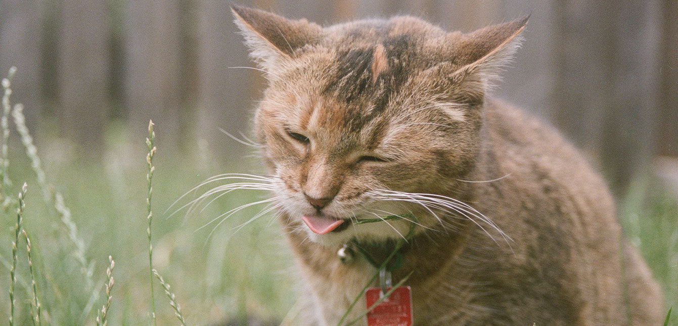 Why Do Cats Eat Grass?