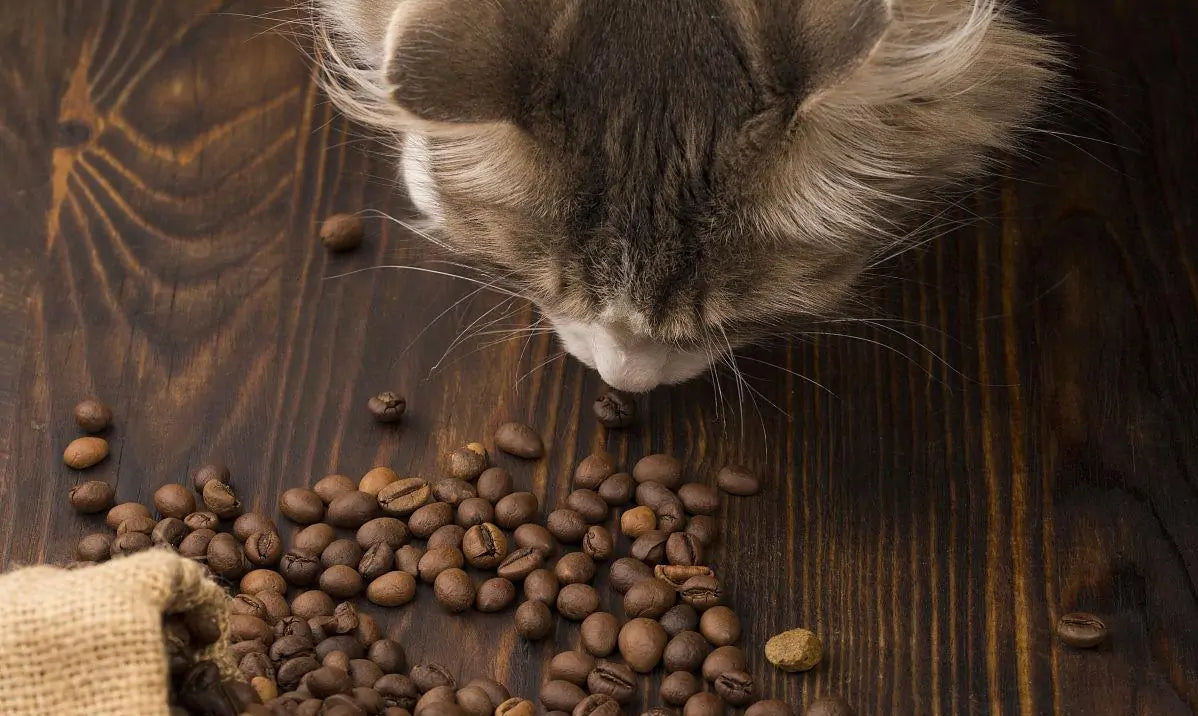Can Cats Eat Beans?