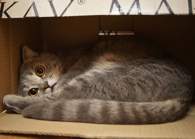Why Do Cats Like Boxes?