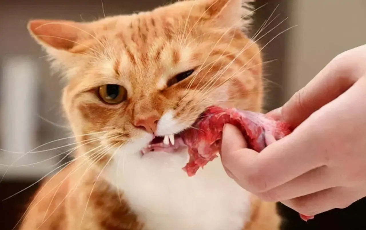 Can Cats Eat Raw Chicken?