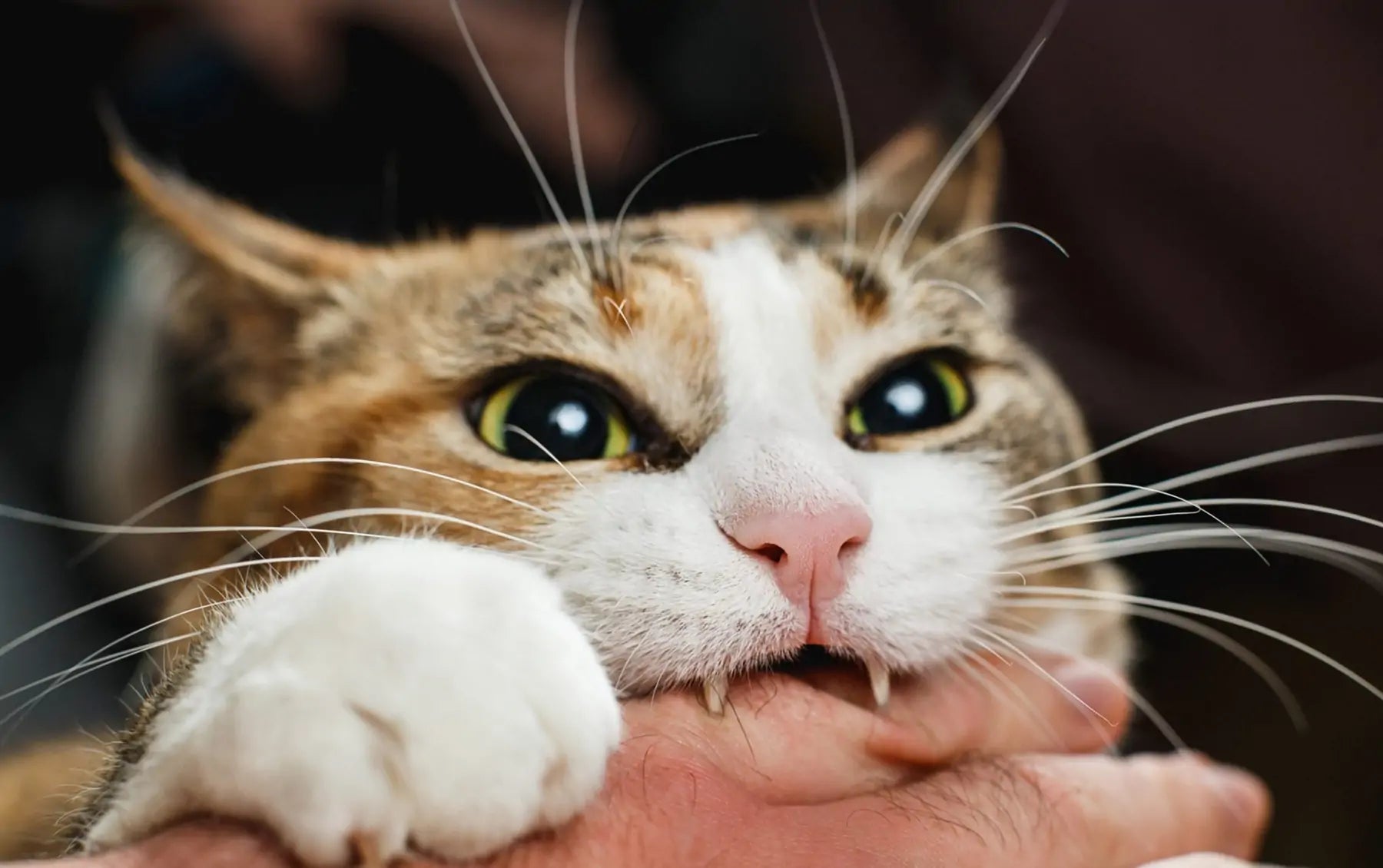 Why Does My Cat Bite Me?