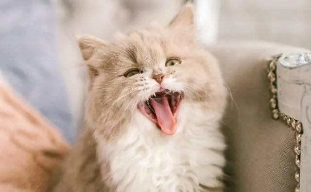 Why Is My Cat Meowing So Much?