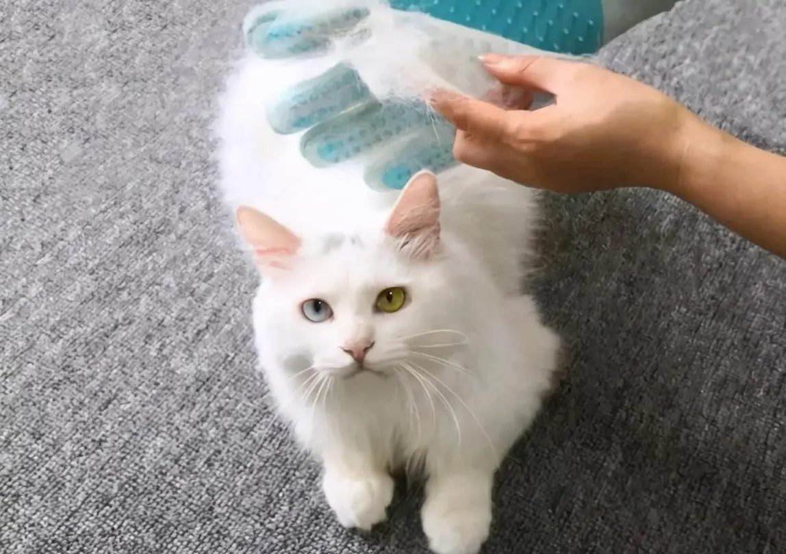 Why Is My Cat Losing Hair?