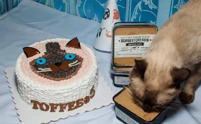 How Long Do Cats Live? Average Lifespan of a House Cat