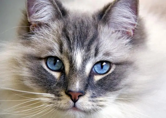 What Colors Can Cats See?