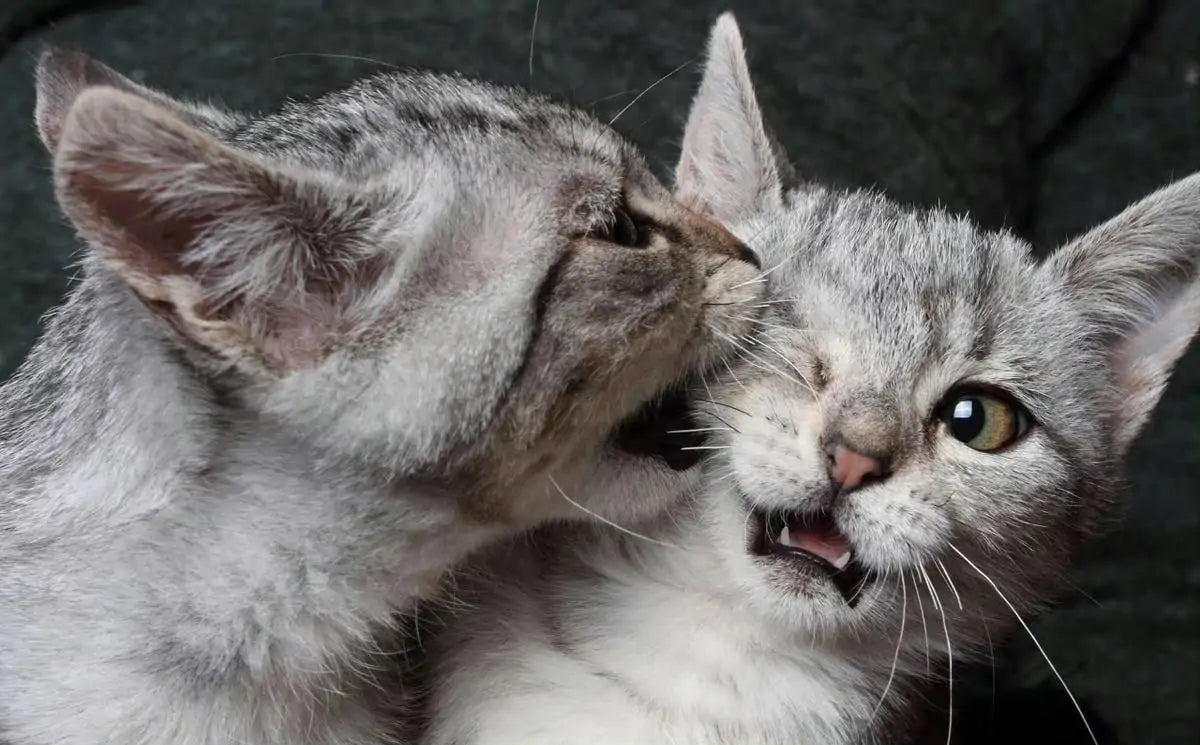 Are My Cats Playing or Fighting?