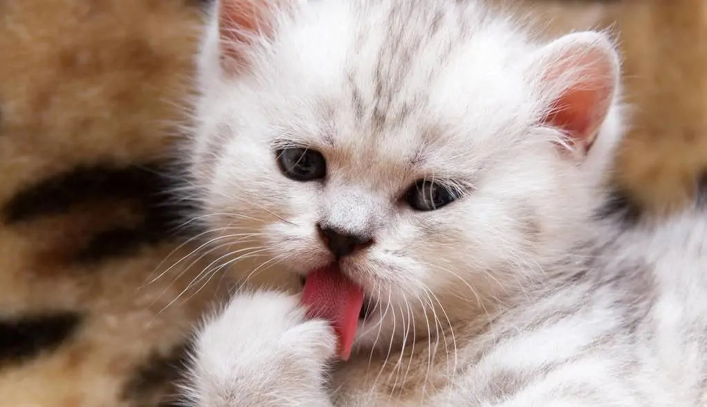 Cat Behavior and Hygiene Survey